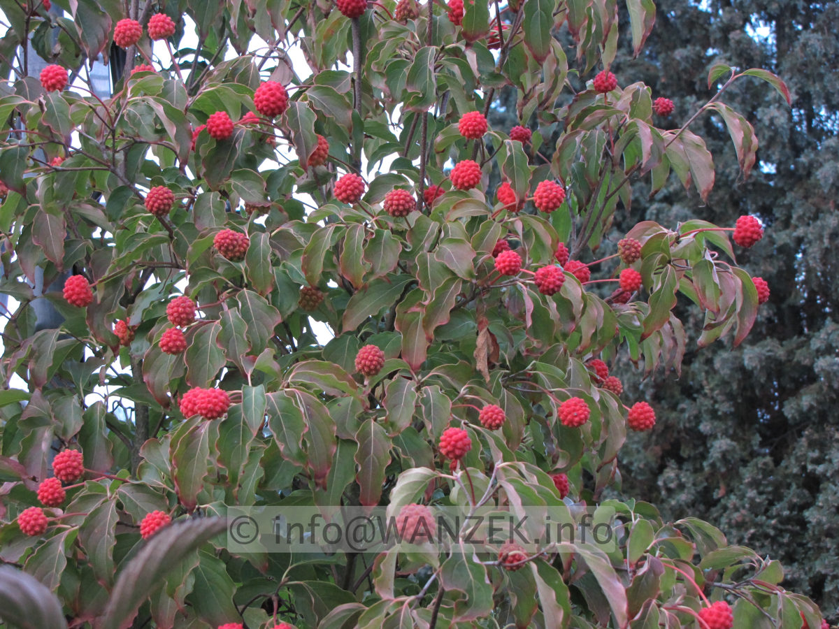 Cornus kousa - Beeren 01.JPG